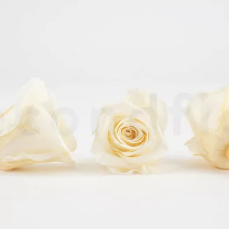 Konservierte Rose M Champagne (x12)