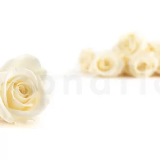 Konservierte Rose M Champagne (x12)