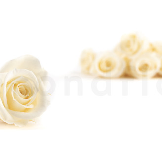 Rosa preservada Verdissimo M - Caja de 12 - Champagne
