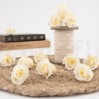 Rosa preservada Verdissimo M - Caja de 12 - Champagne