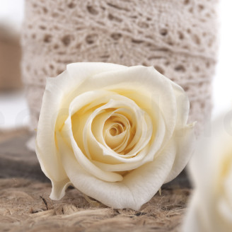 Rosa preservada Verdissimo M - Caja de 12 - Champagne