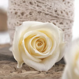 Rosa stabilizzata M Champagne (x12)