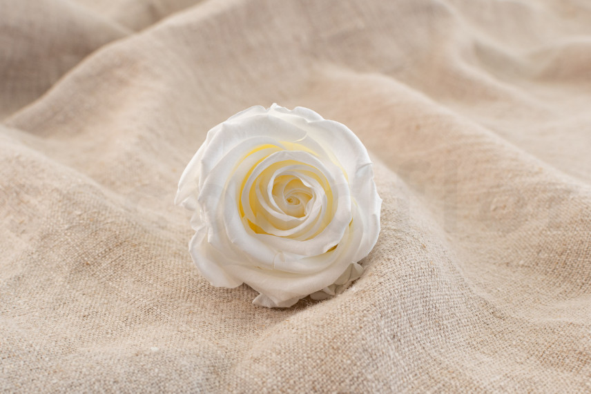 Stabilisierte Rose Verdissimo L - Verpackung 6 St. - White