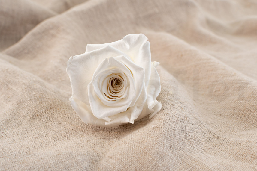 Stabilisierte Rose Verdissimo XL - Verpackung 5 St. - White