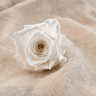 Stabilized rose Verdissimo XL - Box of 5 - White