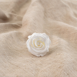 Stabilisierte Rose Verdissimo M - Verpackung 12 St. - White