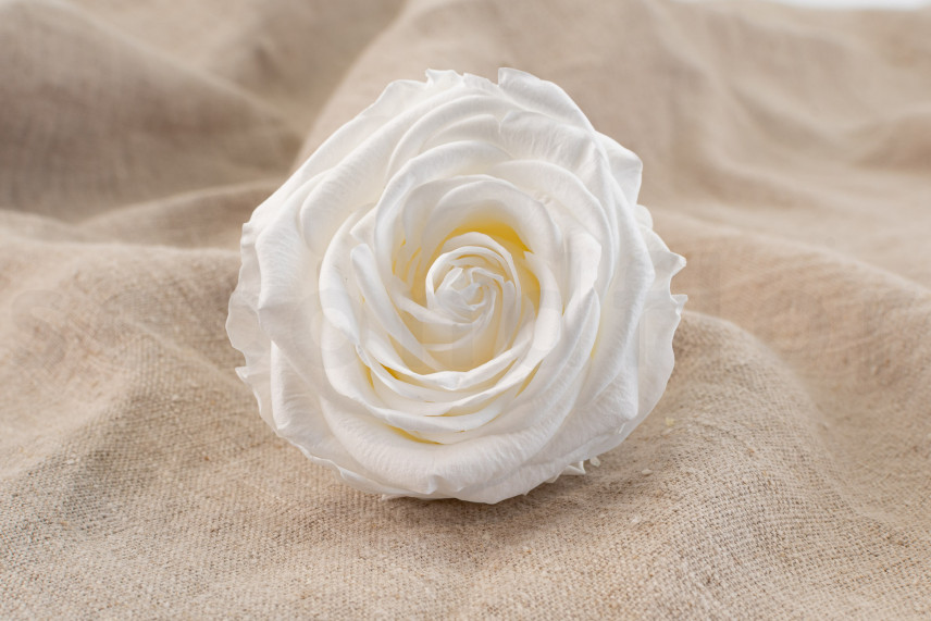 Rosa preservada Verdissimo Premium - Caja de 4 - White