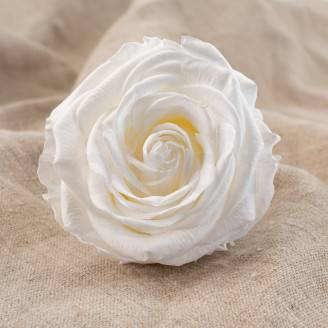 Rose Verdissimo Premium Stabilized - Box of 4 - White