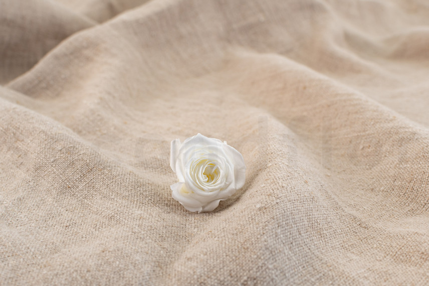 Rosa Princesa Preservada - Caja de 16 - Blanca