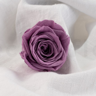 Rose stabilisée Verdissimo XL - Boîte de 5 - Lilac