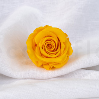 Rose stabilisée Verdissimo L - Boîte de 6 - Warm Yellow