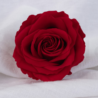 Rose Verdissimo Premium Stabilized - Box of 4 - Red