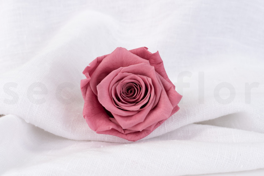 Stabilized rose Verdissimo XL - Box of 5 - Cherry Vintage