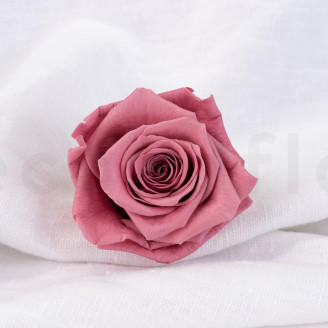 Rosa stabilizzata Verdissimo XL - Scatola da 5 - Cherry Vintage