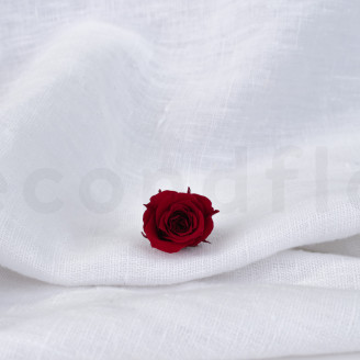 Princess Rose Stabilized - Box of 16 - Burgundy