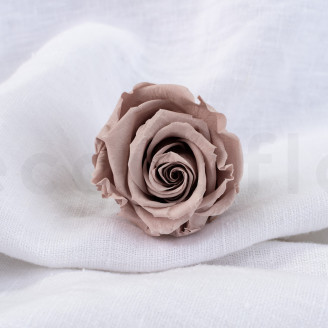 Rosa preservada Verdissimo L - Caja de 6 - Hazelnut