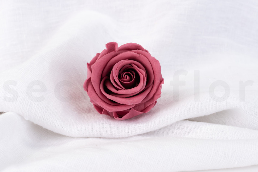 Rosa stabilizzata Verdissimo L - Scatola da 6 - Cherry Vintage