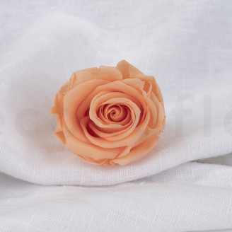 Rose stabilisée Verdissimo L - Boîte de 6 - Peach