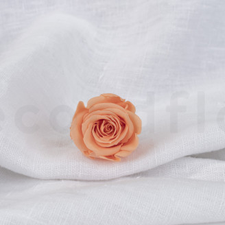 Rose stabilisée Verdissimo M - Boîte de 12 - Peach