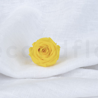 Rose stabilisée Verdissimo M - Boîte de 12 - Bright Yellow