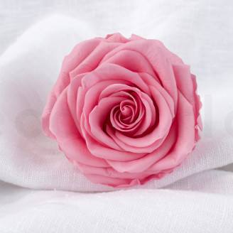 Rose Verdissimo Premium Stabilisiert - Verpackung 4 St. - Pastel Pink