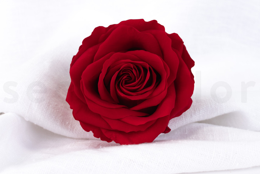 Rose Verdissimo Premium Stabilisiert - Verpackung 4 St. - Red