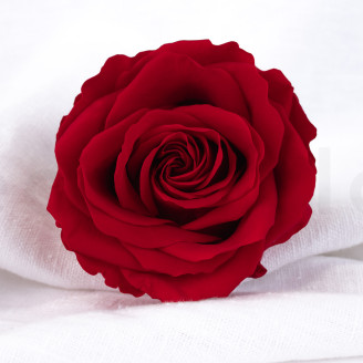 Rose stabilisée Verdissimo Premium - Boîte de 4 - Red