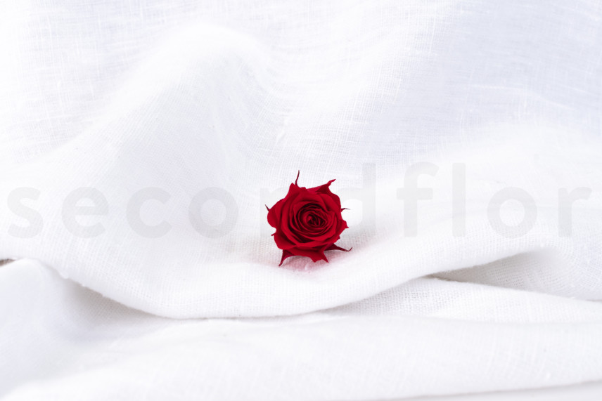 Rose Princess Stabilisiert - Verpackung 16 St. - Rot