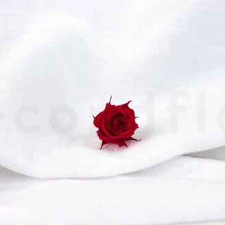 Preserved Princess Rose Red (x16)