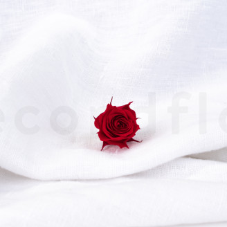 Rosa Princess Preservata - Scatola da 16 - Rosso