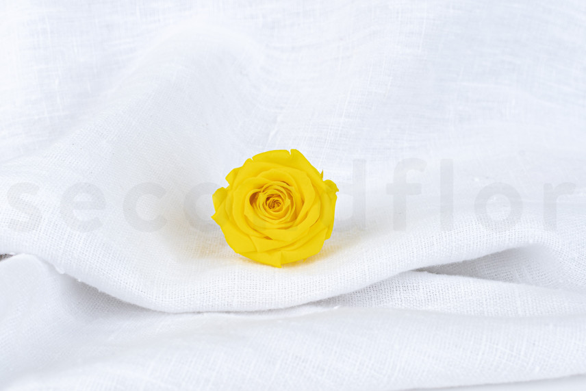 Rosa stabilizzata Verdissimo M - Scatola da 12 - Bright Yellow