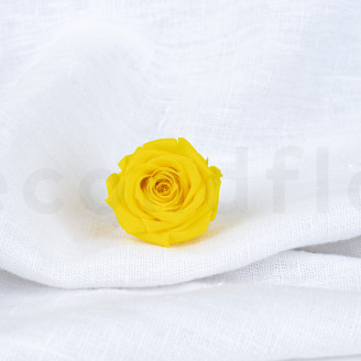 Rosa stabilizzata Verdissimo M - Scatola da 12 - Bright Yellow