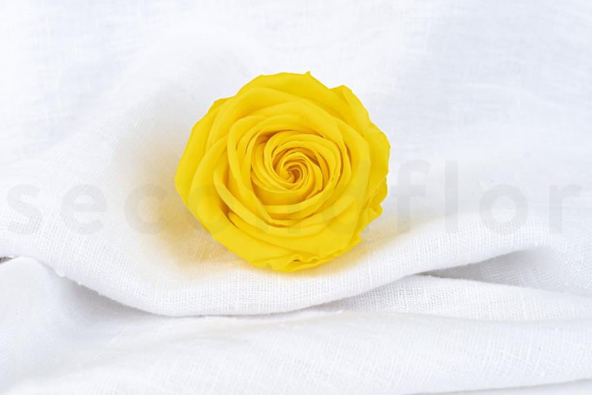 Rosa stabilizzata Verdissimo XL - Scatola da 5 - Bright Yellow