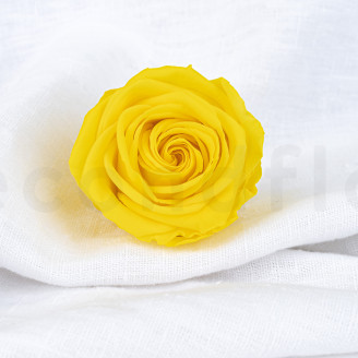 Rose stabilisée Verdissimo XL - Boîte de 5 - Bright Yellow