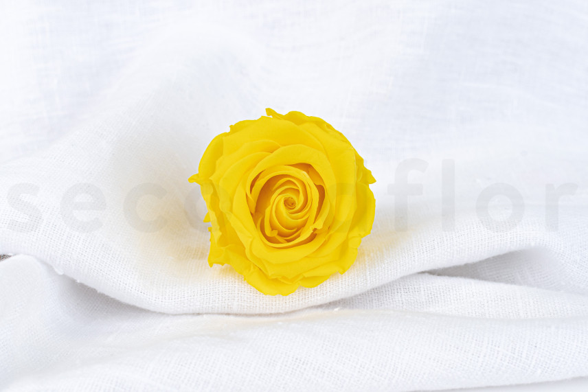 Rosa stabilizzata Verdissimo L - Scatola da 6 - Bright Yellow