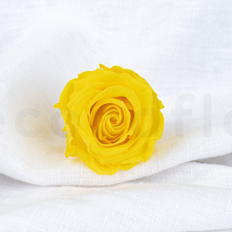 Rose stabilisée Verdissimo L - Boîte de 6 - Bright Yellow