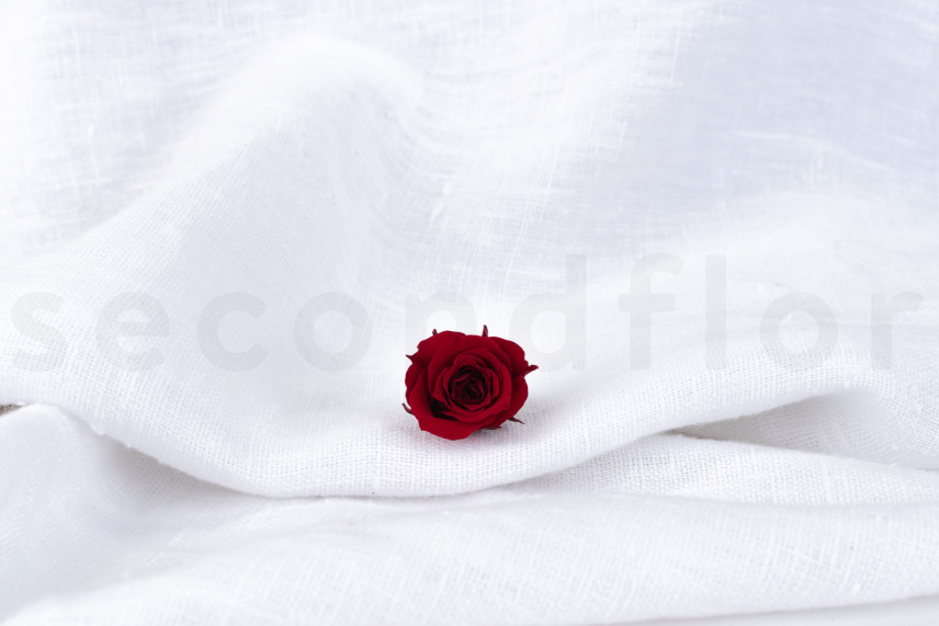 Rose Princess Stabilisée - Boîte de 16 - Bordeaux