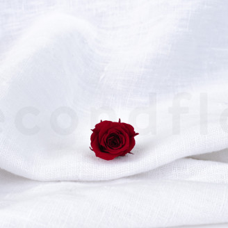 Princess Rose Stabilized - Box of 16 - Burgundy