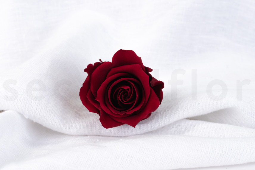 Rose stabilis&eacute;e Verdissimo L - Bo&icirc;te de 6 - Dark Red