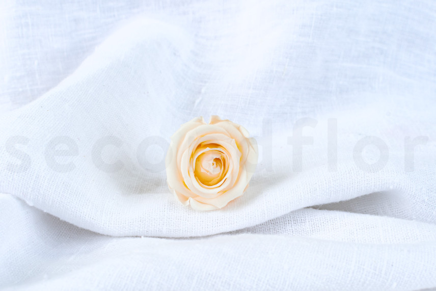 Rose stabilis&eacute;e Verdissimo M - Bo&icirc;te de 12 - Champagne