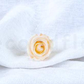 Stabilized rose Verdissimo M - Box of 12 - Champagne