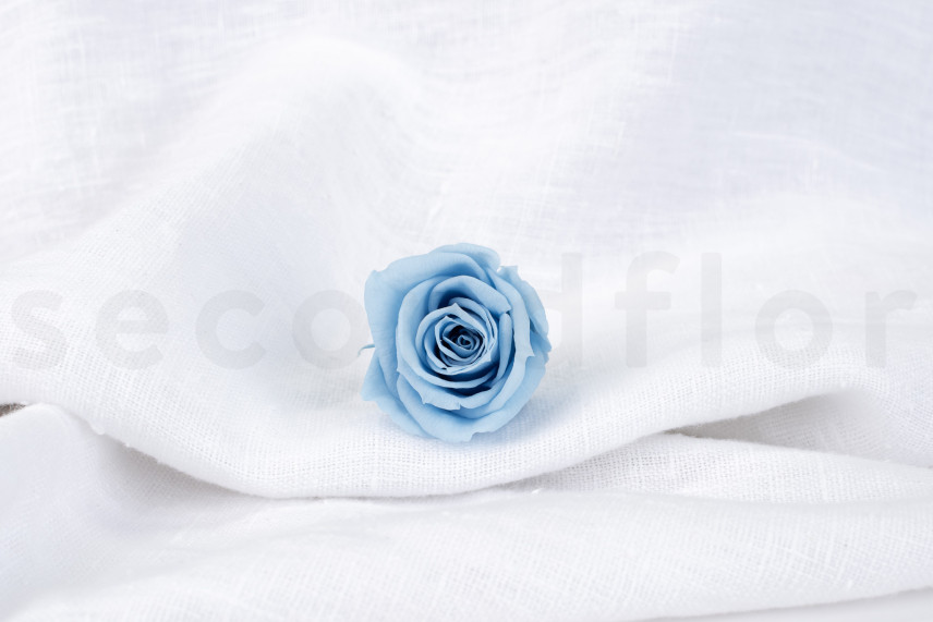 Rose stabilis&eacute;e Verdissimo M - Bo&icirc;te de 12 - Light Blue