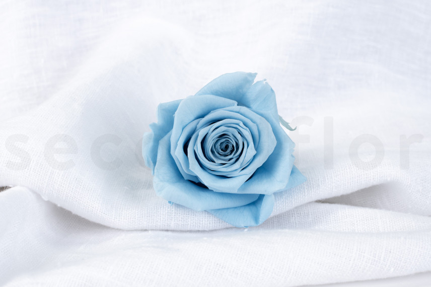 Rosa stabilizzata Verdissimo XL - Scatola da 5 - Light Blue