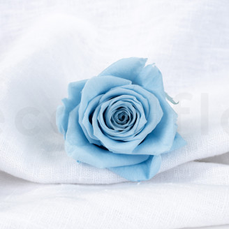 Stabilized rose Verdissimo XL - Box of 5 - Light Blue
