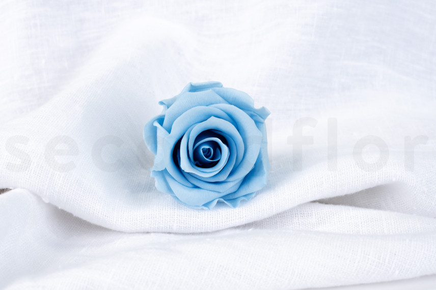 Rose stabilis&eacute;e Verdissimo L - Bo&icirc;te de 6 - Light Blue