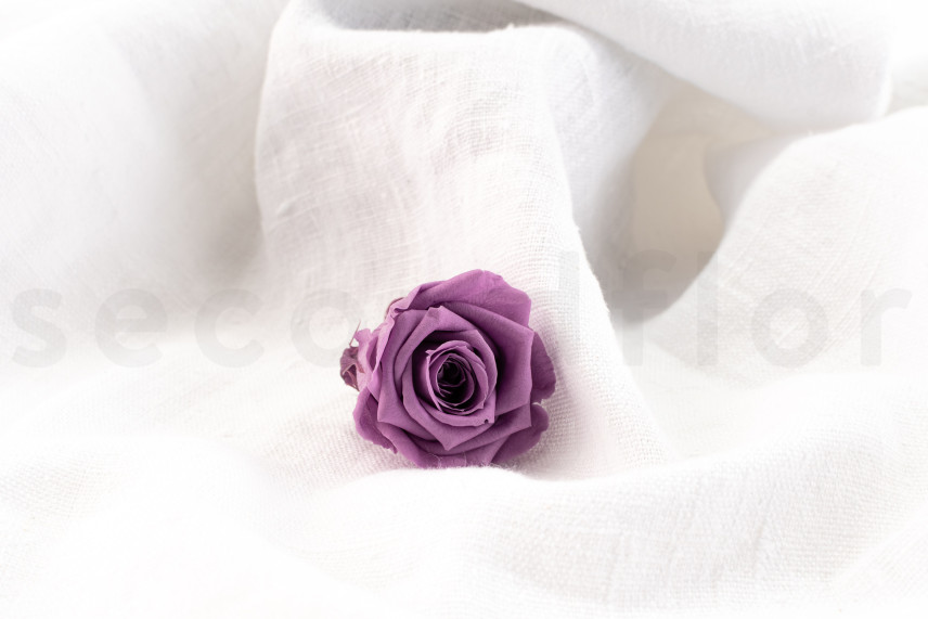 Rosa stabilizzata Verdissimo M - Scatola da 12 - Lilac