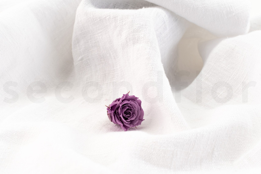 Rose Princess Stabilisiert - Verpackung 16 St. - Lila