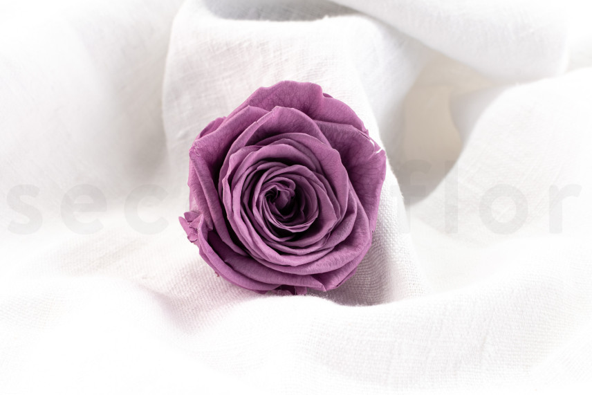 Rosa stabilizzata Verdissimo XL - Scatola da 5 - Lilac