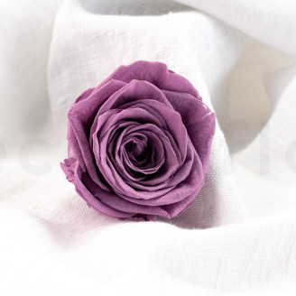 Stabilized rose Verdissimo XL - Box of 5 - Lilac