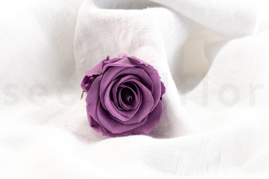 Rose stabilis&eacute;e Verdissimo L - Bo&icirc;te de 6 - Lilac